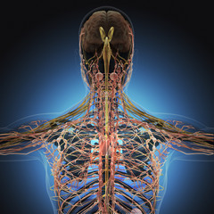 The human body by X-rays on blue background.