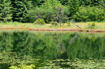 Calm forest pond