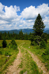 Fototapeta na wymiar Mountain trail with pines