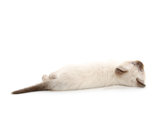 Cute kitten laying down on white