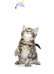 Obraz premium Cute tabby kitten