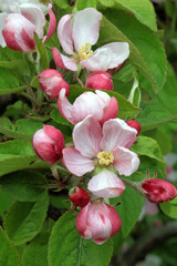 #82795436 - ApfelblueteAltesLand_591.jpg