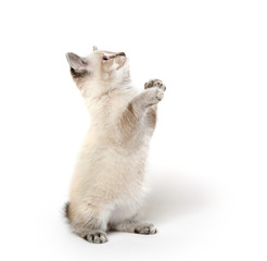 Cute kitten with paws up