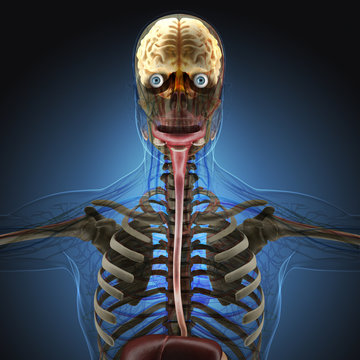 The human body by X-rays on blue background.
