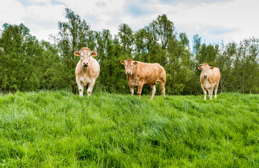 Brown cows standing in fresh grass
