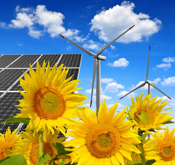 Solar energy panels with wind turbines in sunflower field