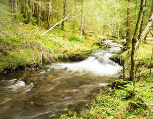 River Flowing in the Forest Landscape
