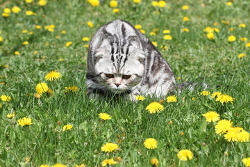 British Shorthair Cat / Cat sits on a green lawn.