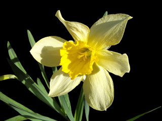 Narcissus
