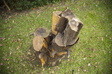 Piled stump seats in garden or park. Zenithal view