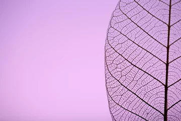 Papier Peint photo Feuille de veine décorative Feuille squelette sur fond violet, gros plan