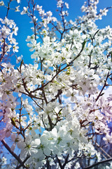 Cherry blossoms against the blue sky