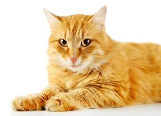 Red cat isolated on white background