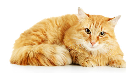 Obraz premium Red cat isolated on white background