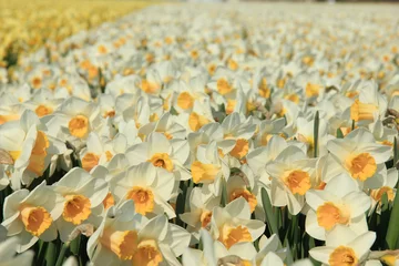 Foto auf Acrylglas Antireflex Daffodils in a field © Studio Porto Sabbia