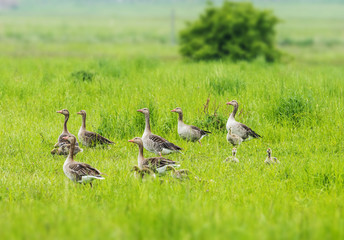 Greylag - goose Anser anser - Lake Neusiedl