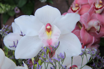White cymbidium orchid
