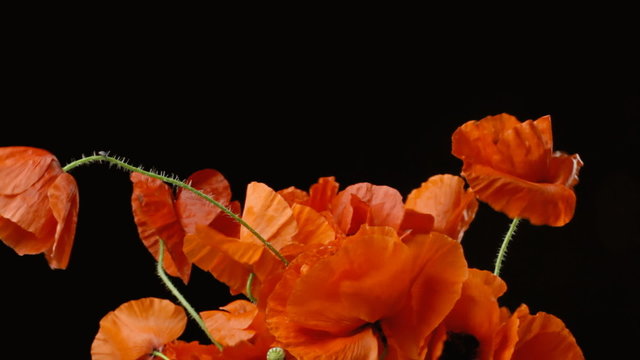 Poppies red black copyspace above