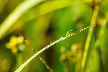 Green  grass leaves with dew drops