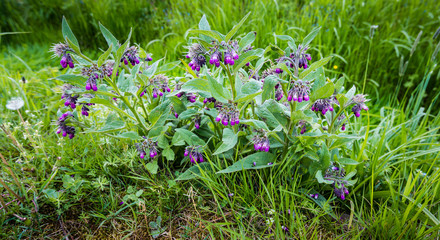 Purple flowering common comfrey plants from close