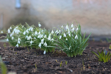 first snowdrops white flowers on the ground