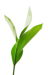 Branch with fresh green leaves, isolated on white