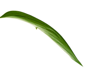 Green leaf isolated on white