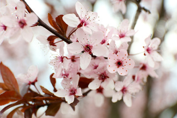 Branches of flowering tree, closeup