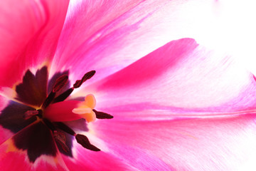 Closeup of beautiful fresh tulip