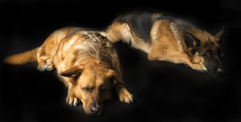 dogs on black background