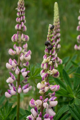 Lupine mit Rosenkäfer