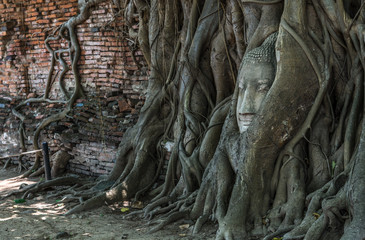 Fototapeta na wymiar Buddha Head in the tree at Ayutthaya Historicak Park