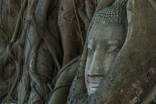 Buddha Head in the tree at Ayutthaya Historicak Park