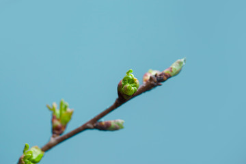 Sping Green Branch