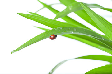 Ladybug on Leaf 