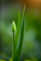 Obraz na płótnie Canvas Beautiful Tulip