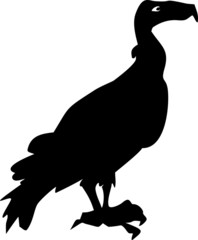 Silhouette of vulture