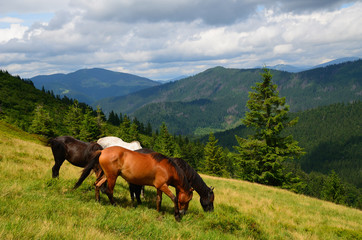 Fototapeta na wymiar Grazing four mountain horses