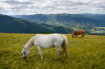 Fototapeta na wymiar Two grazing horses