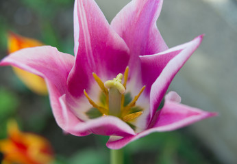 Fototapeta na wymiar Flower of a pink tulip. Close up