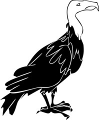 Silhouette of vulture