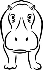 Hippopotamus