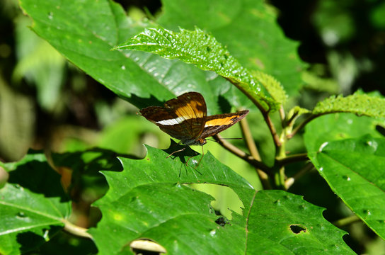 Borboleta 