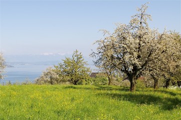 Naturwiese mit blühenden Obstbäumen am Zürichsee