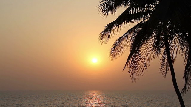 Palm Trees Silhouette At Sunset