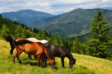 Grazing four mountain horses