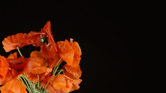 Poppies red black copyspace right breeze