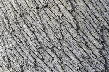 Close up of the bark on a Holm Oak tree.
