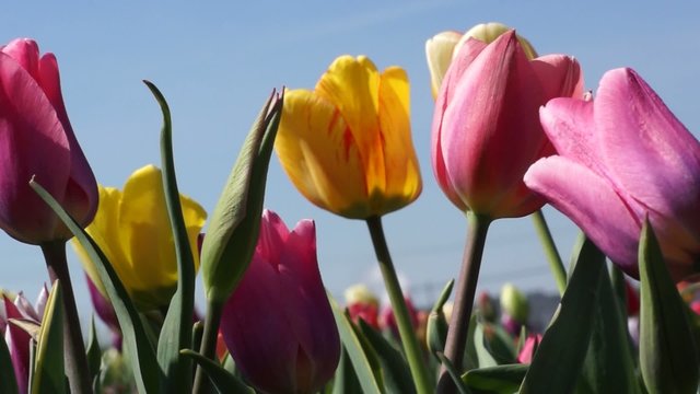 Tulpenfeld im Wind