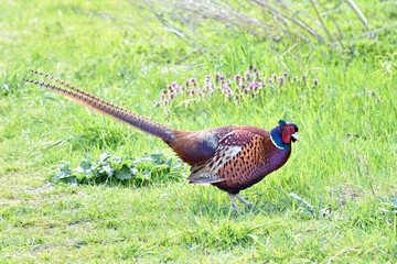 Common Pheasant (Phasianus colchicus)